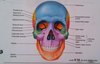 Head Bone Marking Image