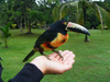 Collared Aracari Image