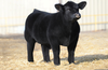 Show Steer Clipart Image