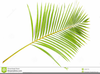 Palm Branch Clipart Image
