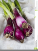 Purple Onion Clipart Image