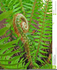 Fiddlehead Fern Clipart Image