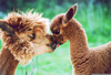 Cute Alpaca Baby Image