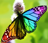 Butterflie Clipart Image