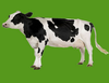 Farm Cow Image