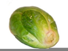 Brussel Sprout Clipart Image