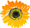 Sunflower Flower Clipart Image