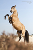 Buckskin Mustang Stallion Image