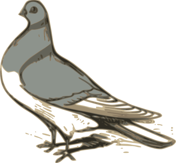 clipart pigeon - photo #16