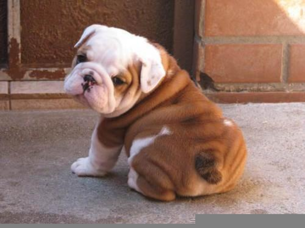 Fat American Bulldogs | Free Images at 