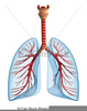 Lungs Clipart Free Image