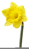 Daffodils Clipart Image