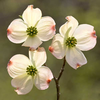 Dogwood Flower Clipart Image