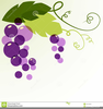 Free Grapes Clipart Image