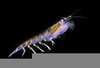 What Eats Zooplankton Image