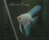Albino Pinoy Angelfish Image