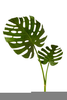 Clipart Sage Plant Image