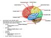 Brain Tissue Types Image
