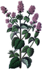 Free Antique Botanical Clipart Image