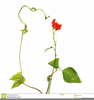 Runner Bean Clipart Image