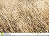 Dried Grass Clipart Image