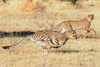 Northwest African Cheetah Image