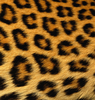 Leopard Print Image