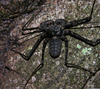 Scorpion Whip Spider Image