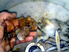 Cuttlefish Brain Image