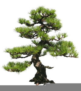 Clipart Of Bonzai Tree | Free Images at Clker.com - vector clip art