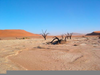 Desert Vegetation Facts Image