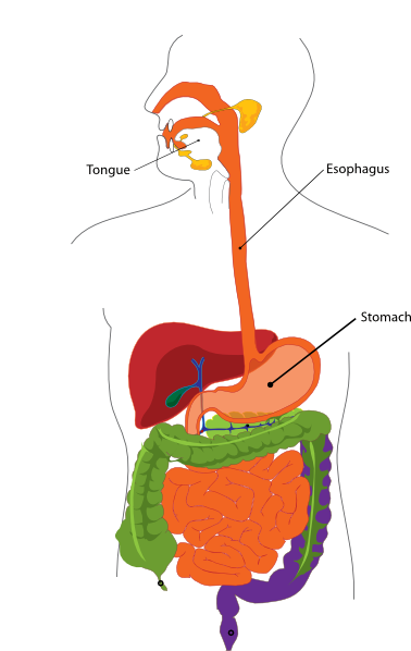 Simplified Digestive System Clip Art at Clker.com - vector clip art