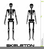 Skeleton Clipart Olympics Image