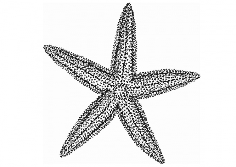 starfish clip art - photo #31