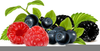 Berrys Clipart Image