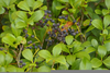 Indian Hawthorn Berries Image