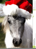 Christmas Horses Clipart Image