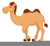 Camel Cartoon Clipart Image