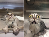 Frazzled Cat Clipart Image