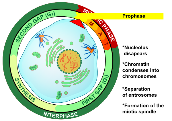 animal cell prophase. Prophase Procariotic Mitosis