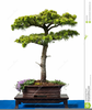 Bonsai Tree Clipart Image