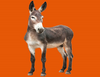 Farm Donkey Image