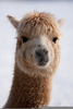 Alpaca Blankets Clipart Image