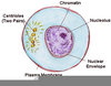 Interphase Labeled Image
