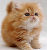 Super Fluffy Kittens Image