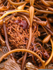 Giant Kelp Holdfast Image