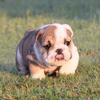 Baby Bulldog Puppies Image