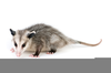 Clipart Rats Mice Rodents Image