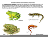 Class Amphibia Examples Image