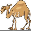 Geico Camel Clipart Image
